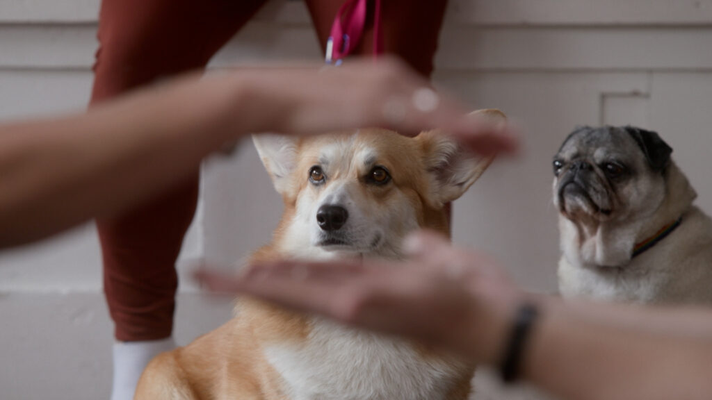 The School of Canine Massage Image